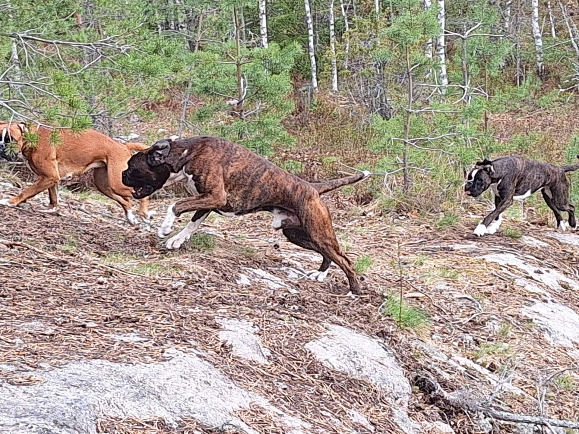 Kolme bokseria juoksee vapaana kalliolla metsässä