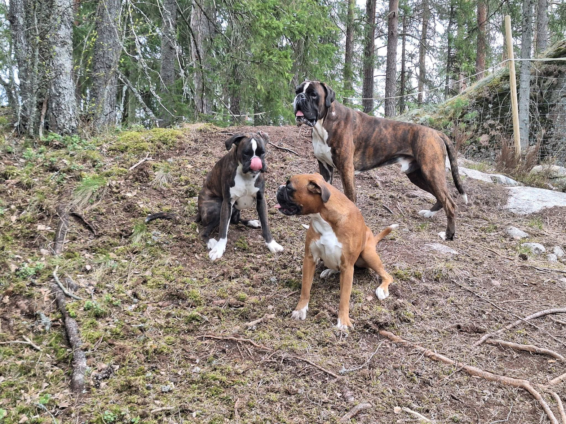 Kolme bokseria lepäämässä aidatun metsän mäellä