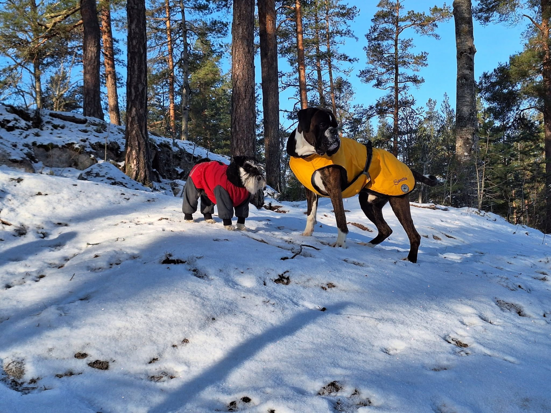 Kaksi koiraa talvitakeissa lumisessa mäntymetsässä